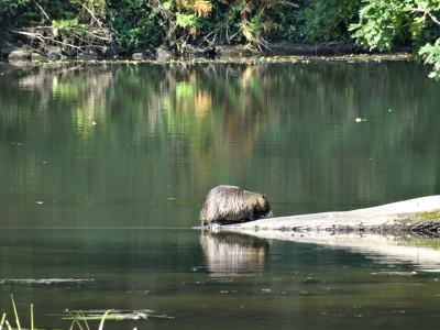 Ragondin sur le Canal de Nantes à Brest