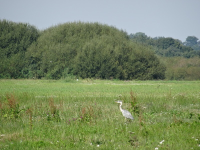 Héron sur l'Île-aux-Pies