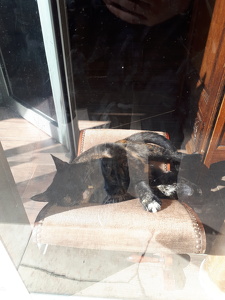 Le Café des Chats, Paris