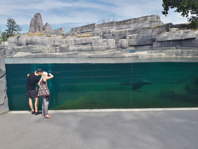 Bassin des otaries à crinière
