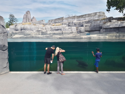 Bassin des otaries à crinière