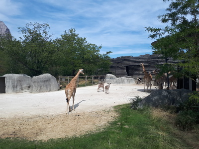 Girafes, autruches et grands koudous