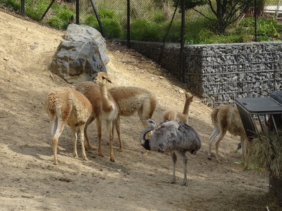 Guanacos et Nandou d'Amérique