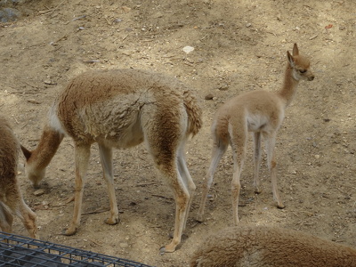 Guanacos