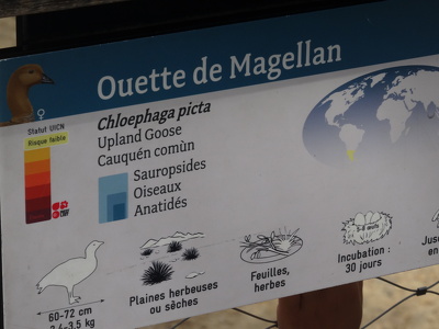 Fiche "Ouette de Magellan"