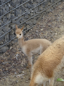 Guanacos