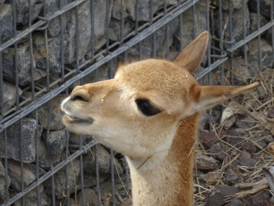 Guanaco