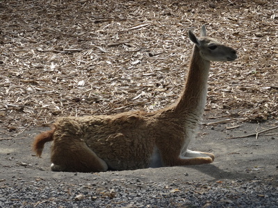 Guanaco