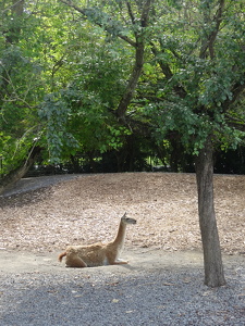 Guanaco