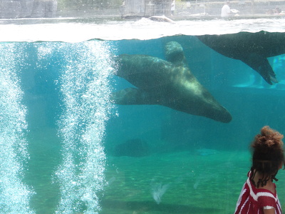 Bassin des otaries à crinière