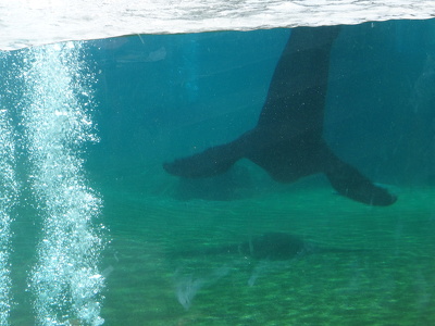 Bassin des otaries à crinière