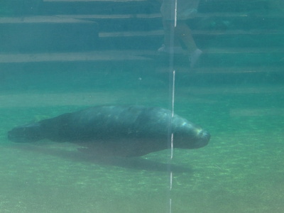 Bassin des otaries à crinière