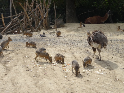 Maras, Nandou d'Amérique et Guanaco