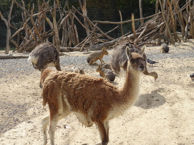 Guanaco, Maras et Nandous d'Amérique