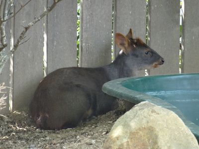 Pudu du Sud