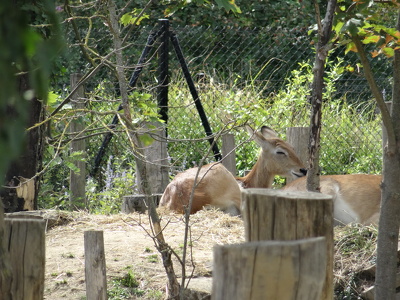 Cobes de Lechwe