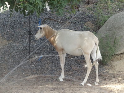 Oryx algazelle