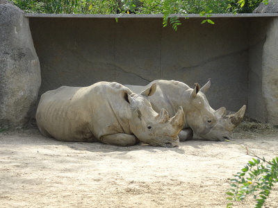 Rhinocéros blanc