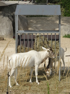 Addax