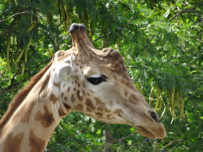 Giraffe