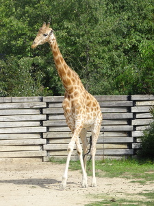 Girafe