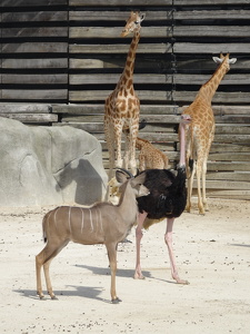 Girafes, autruche et grand koudou