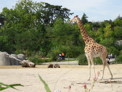 Girafe