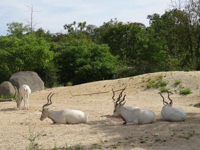 Addax