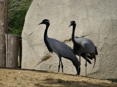 Grues demoiselles