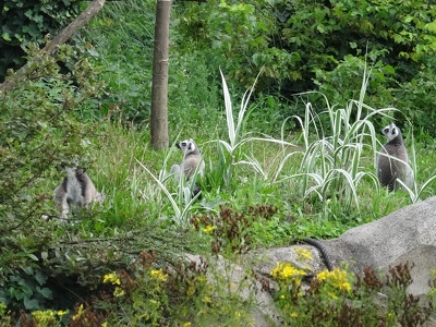 Lémurs cattas