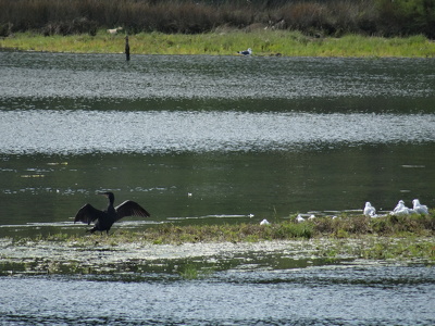 Cormoran