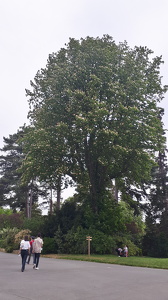 Le Pré Catalan au Bois de Boulogne