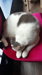 Le Café des Chats à Paris