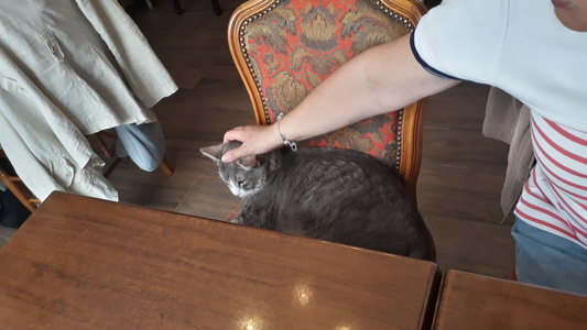 Le Café des Chats à Paris