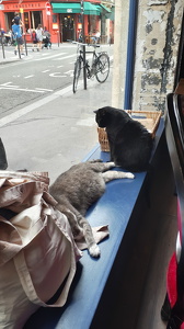 Le Café des Chats à Paris