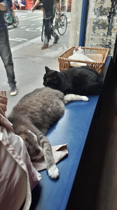 Le Café des Chats à Paris