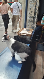 Le Café des Chats à Paris