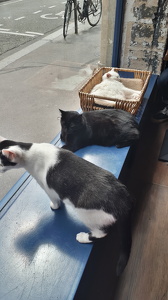 Le Café des Chats à Paris