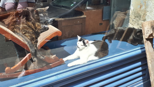 Le Café des Chats à Paris