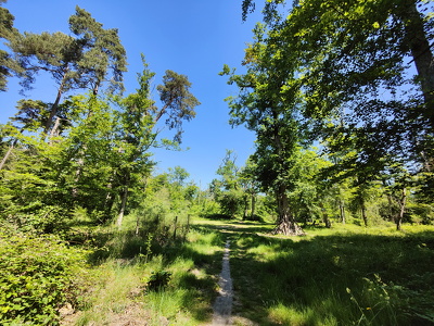 IMG20250530123044