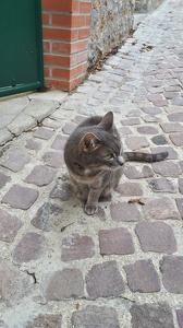 Chat dans la villa Rimbaud dans le quartier de la Mouzaïa à Pari