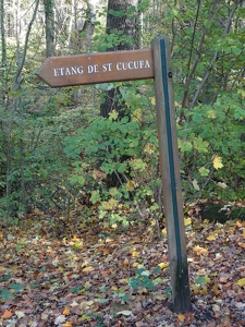 Bois de Saint-Cucufa