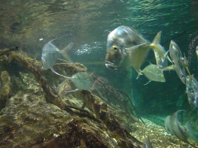 Divers poissons