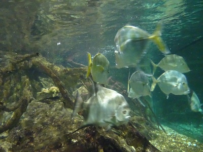 Divers poissons