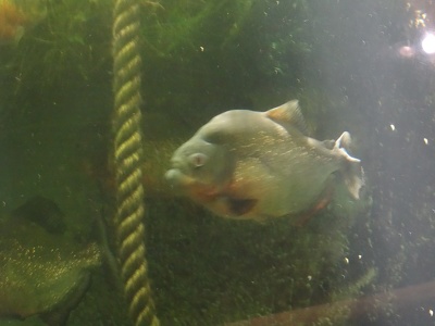 Piranha rouge