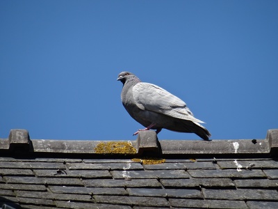 Pigeon sur les toits de Guérande