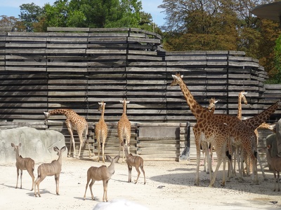 Girafes et grands koudous