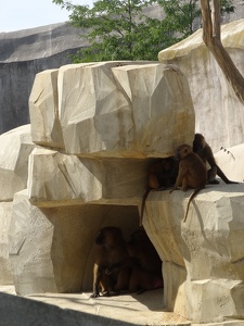 Babouins de Guinée