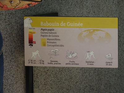 Fiche "Babouin de Guinée"