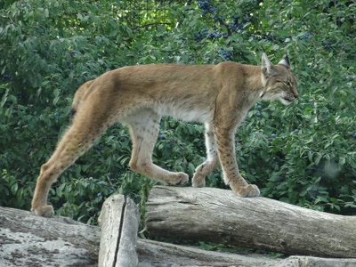 Lynx d'Europe